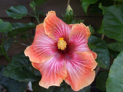 DSCF0750.JPG