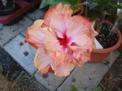 DSCF0747.JPG