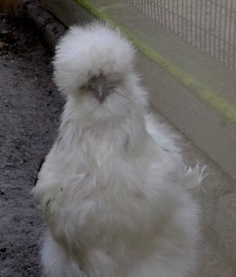 Kopie von bilderbuch 249.jpg