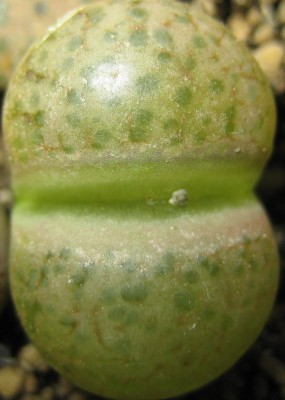 Green 7 363.jpg