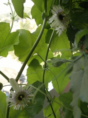 K1024_2012-08-20-086.JPG