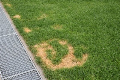 Garten20131.jpg