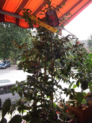 DSCF6070.JPG