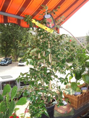 DSCF6071.JPG