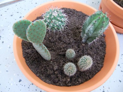 Kakteen 001.jpg