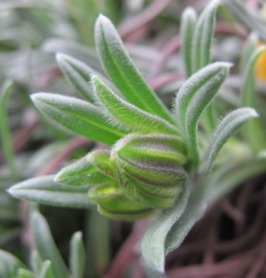 Onosma2.jpg