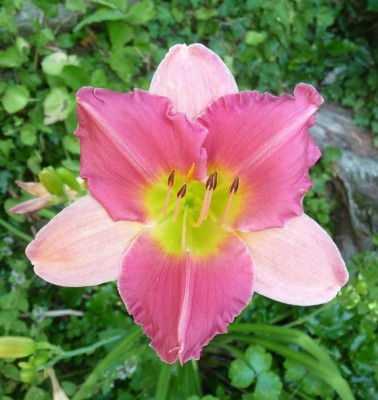 P1040010 (768x1024).jpg