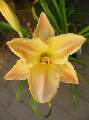 P1040017 (768x1024).jpg