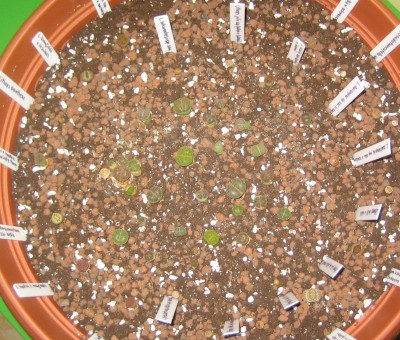 lebende Steine Lithops 017.jpg