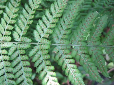 IMG_1016k3.jpg