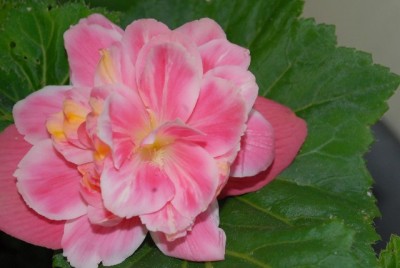 Begonia 117yy.jpg