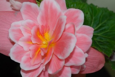Begonia 116yy.jpg