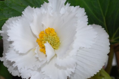 Begonia 115yy.jpg