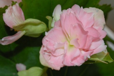 Begonia 114yy.jpg