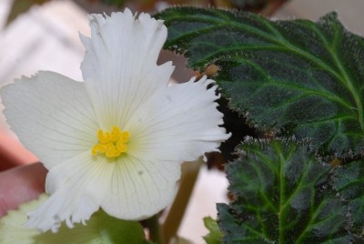 Begonia 118yy.jpg