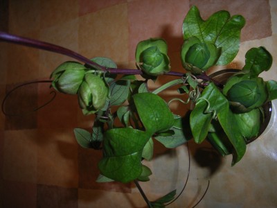 RIMG0026.JPG
