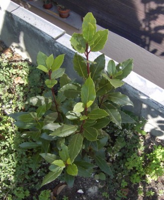 Lorbeer - laurus nobilis 16.09.07.JPG