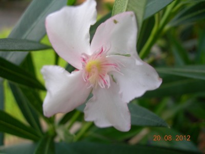Oleander Alsace.jpg