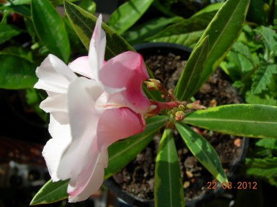 Oleander panaschiert.jpg