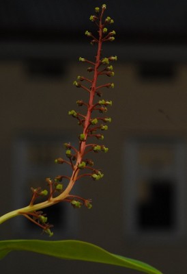 dsc_9263_N_gracilis_Bluete.jpg