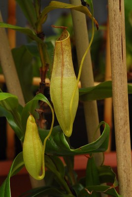 dsc_9266_N_gracilis.jpg