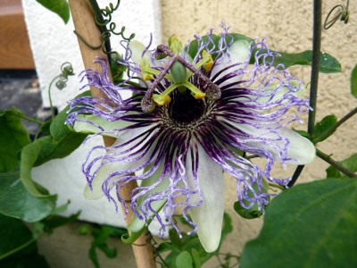 Passiflora Regina.jpg