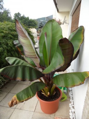 ensete.jpg