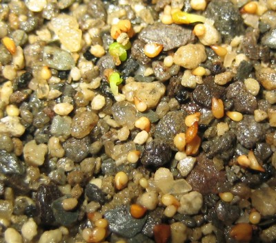 lebende Steine Lithops 038.jpg