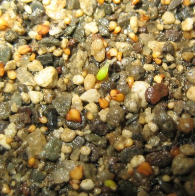 lebende Steine Lithops 037.jpg