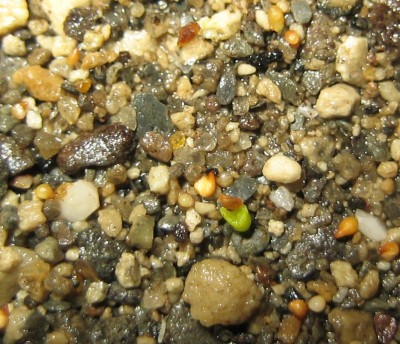lebende Steine Lithops 036.jpg