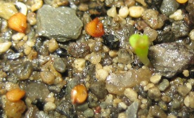 lebende Steine Lithops 034.jpg