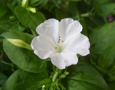 PIC_0008 (640x501).jpg