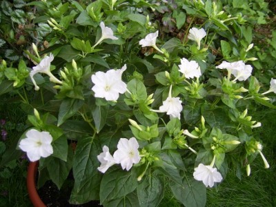 PIC_0003 (640x480).jpg