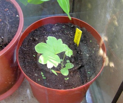 Rittersporn - StandUp Delphinium x cultorum.JPG