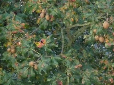 P1040022 (1024x768).jpg