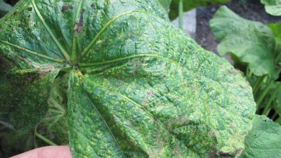 Stockrose forum3.jpg