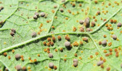 Stockrose forum 2.jpg