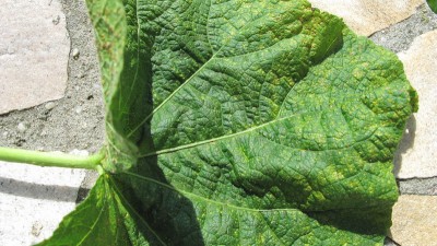 Stockrose forum1.jpg