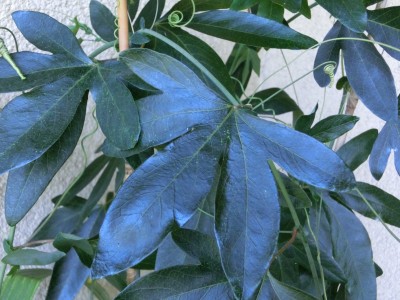 passiflora.jpg