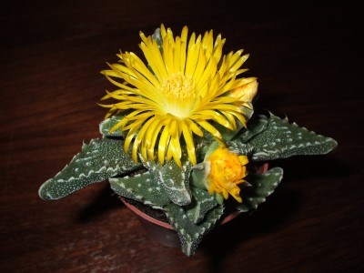 dscf0237-skaliert.jpg
