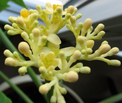 JatrophaBlüte2.jpg