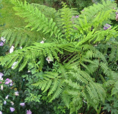 Green 7 383.jpg