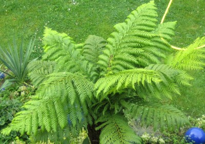 Green 7 382.jpg