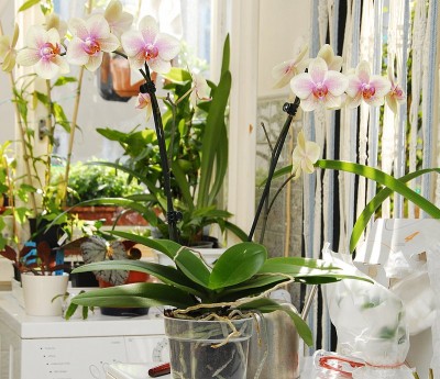 dsc_9271_Phalaenopsis.jpg