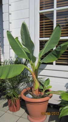 Musella lasiocarpa-8.2012.jpg