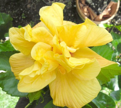 Hibiskus----.jpg