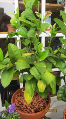 Zitrone Schadbild.jpg