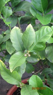 Zitrone groß Schadbild.jpg