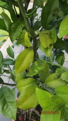 Orange Schadbild-4.jpg