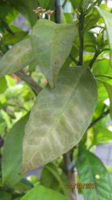 Orange Schadbild-3.jpg